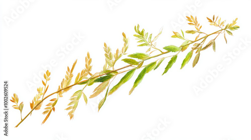 Wallpaper Mural A painting of a Cassinopsis ilicifolia plant, native to Australia, shown against a white background. Torontodigital.ca