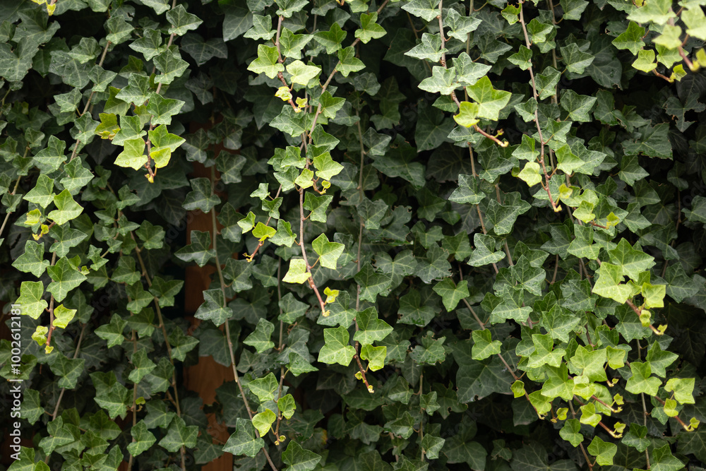 Green ivy leaves as a background Green ivy leaves as a background