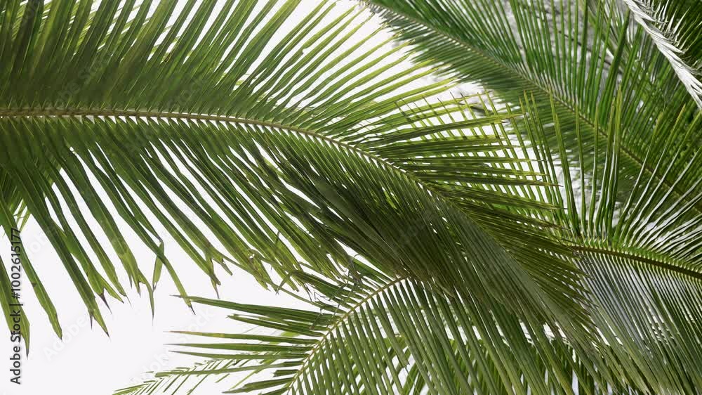palm tree leaves through sun shines. Low angle view of coconut palm trees summer background. palm tree leaves through sun shines. Low angle view of coconut palm trees summer background.