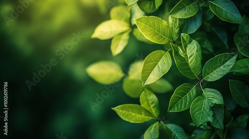 Fresh Green Leaves in Soft Natural Light