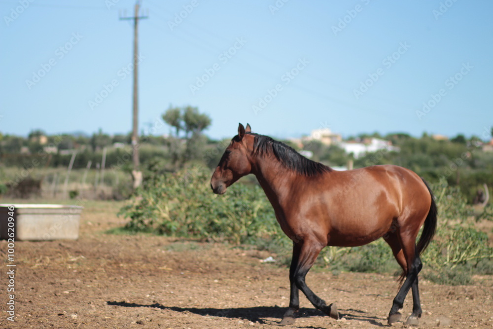 portrait of a horse portrait of a horse