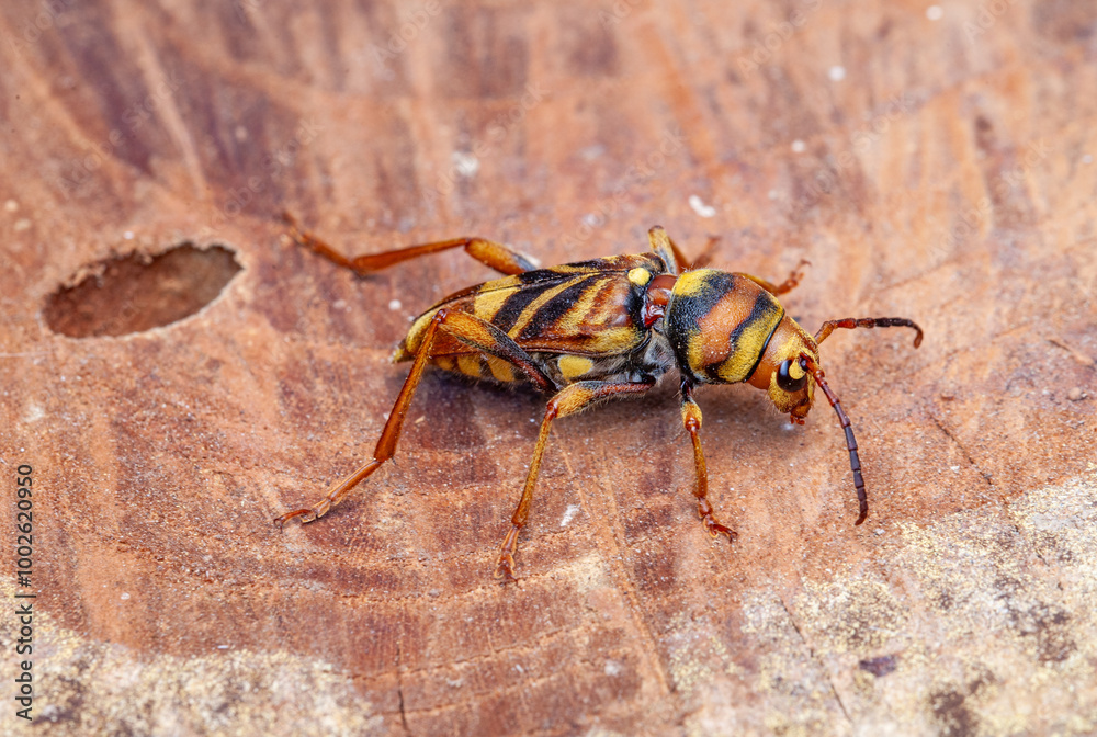Escarabajo perforador de las moreras, Xylotrechus chinensis Escarabajo perforador de las moreras, Xylotrechus chinensis