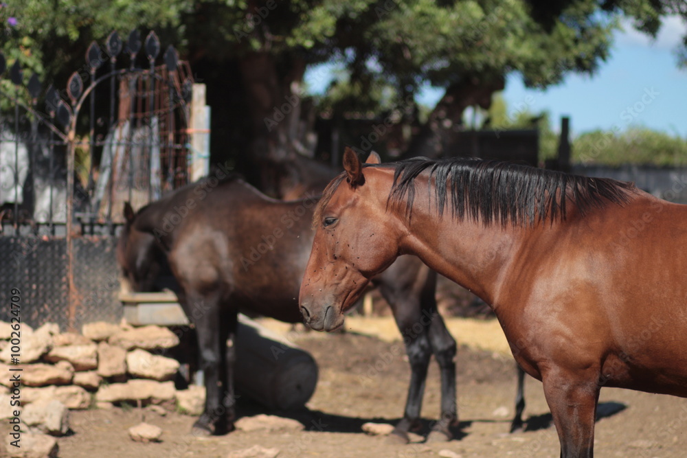 Fototapeta premium portrait of a horse