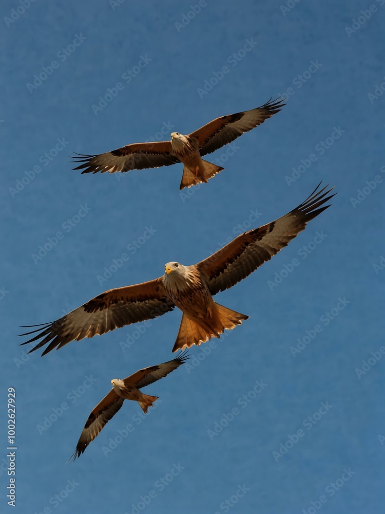 Red kites soaring against a blue sky. Red kites soaring against a blue sky.