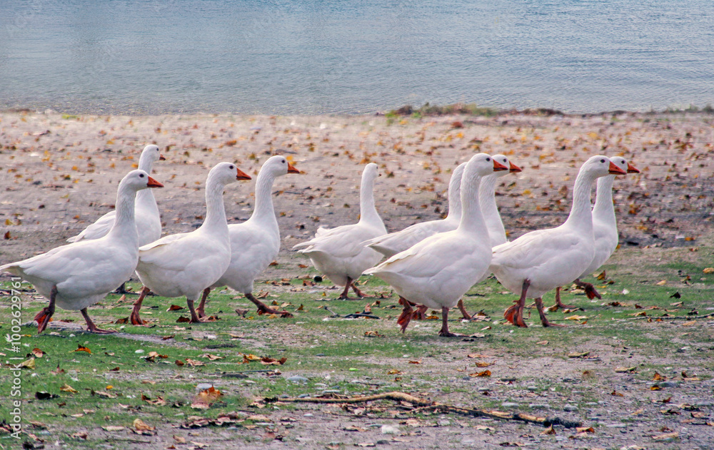 Flock of white geese near the water Flock of white geese near the water