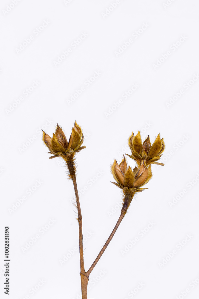 Obraz premium Dried or dead flowers isolated on white background