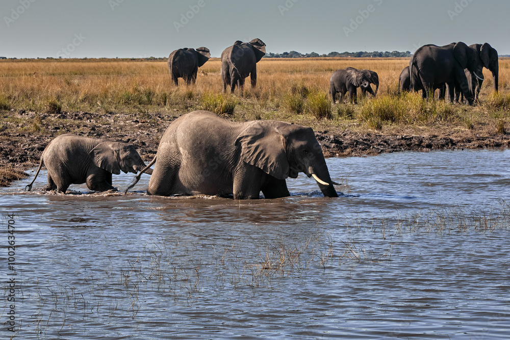 Witness the awe-inspiring beauty of elephants roaming freely in their natural habitat at Chobe National Park. Witness the awe-inspiring beauty of elephants roaming freely in their natural habitat at Chobe National Park.