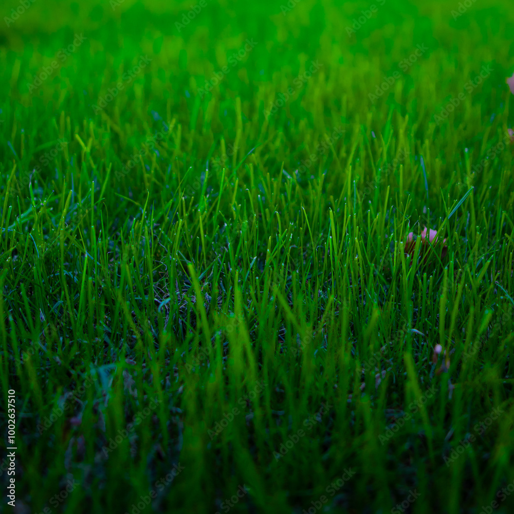 green grass background, grass, green, landscape
