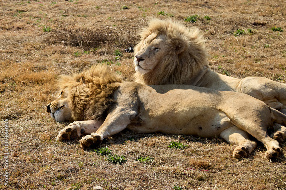 King of the wild The male lion stands tall, embodying strength, power, and regal grace. A true symbol of the savannah King of the wild The male lion stands tall, embodying strength, power, and regal grace. A true symbol of the savannah