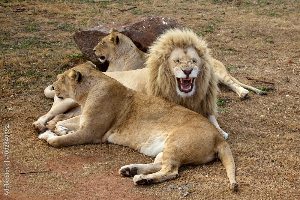 Fototapeta premium King of the wild The male lion stands tall, embodying strength, power, and regal grace. A true symbol of the savannah