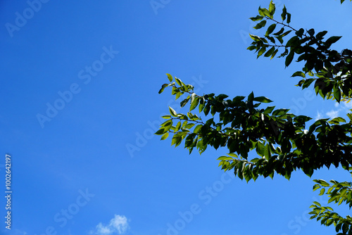 夏の青空と樹木の緑 photo