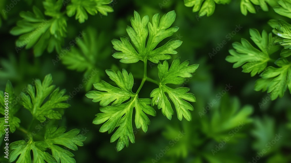 Fresh green cilantro leaves growing in a home garden during spring season showcasing vibrant colors and healthy foliage Fresh green cilantro leaves growing in a home garden during spring season showcasing vibrant colors and healthy foliage