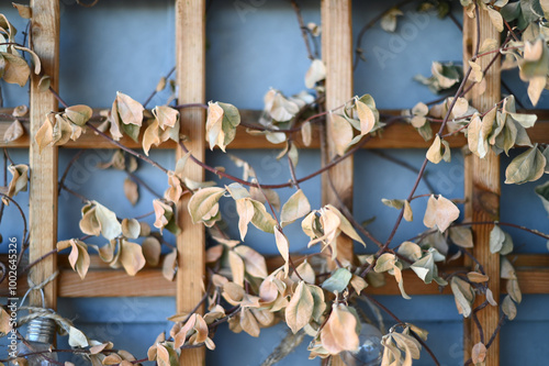 a false jasmine vine climbing a trellis with dry leaves photo