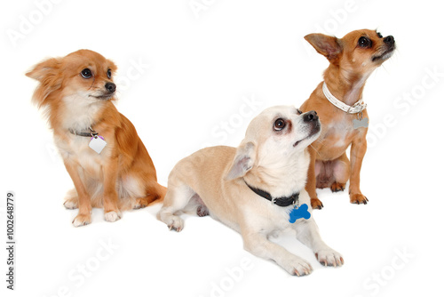 Three happy chihuahua puppy dogs on a white background