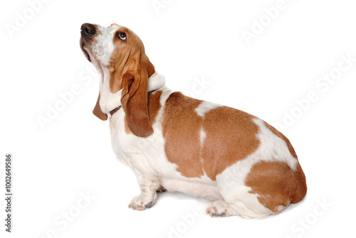 Sad Basset Hound  dog on a white background