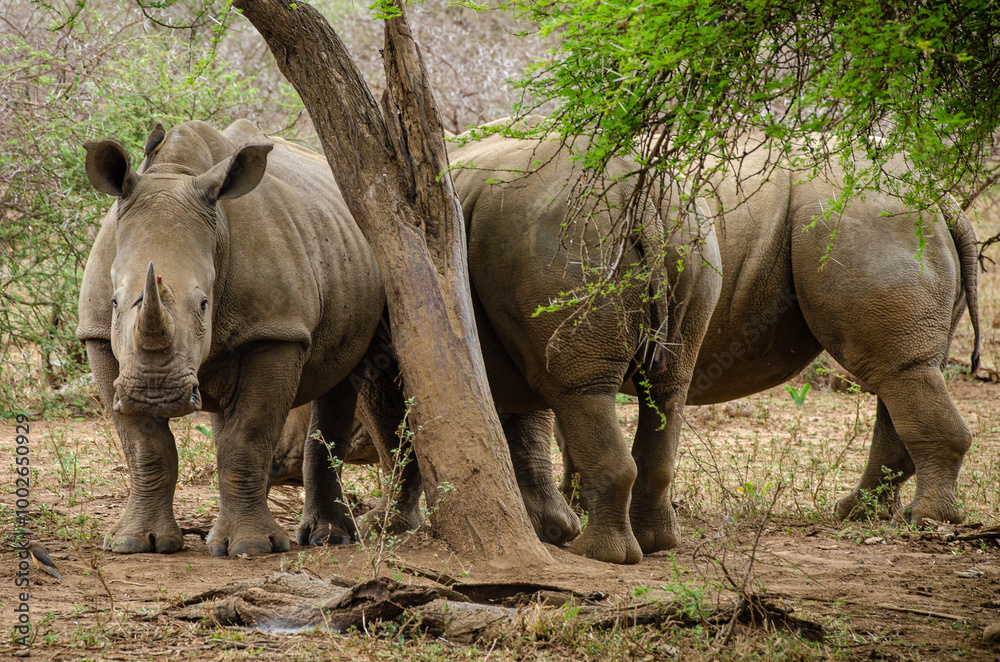 Naklejka premium three African rhinos by a tree with a view of two rumps and one head