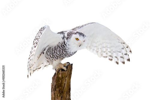 Owl in flight. Snowy owl, Bubo scandiacus, flies with spread wings, landing on rotten stump. Isolated on white background. Beautiful white polar bird with yellow eyes. Wild arctic owl hunting. Winter