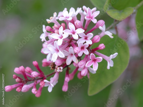 Pink flowers on a dwarf Korean lilac tree #1002665927