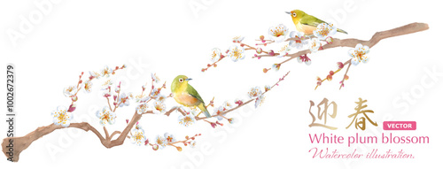 早春の花：白い梅の花とメジロの水彩イラスト。日本の伝統文化。（ベクター。花のレイアウト変更可能）