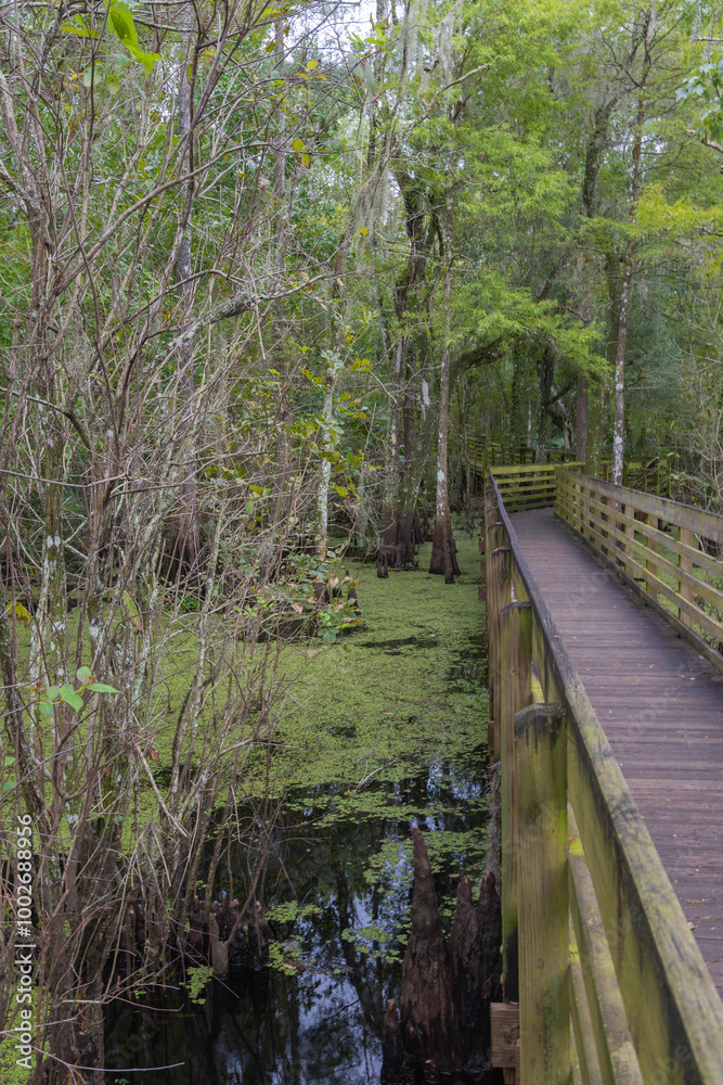 Lettuce, Lake, Conservation, Park, Hillsborough, County, popular, natural, floodplain, Hillsborough River, hardwood, swamp, forest, hammocks, pine, flatwoods, plant, communities,
wooded, picnic, Lettuce, Lake, Conservation, Park, Hillsborough, County, popular, natural, floodplain, Hillsborough River, hardwood, swamp, forest, hammocks, pine, flatwoods, plant, communities,
wooded, picnic,
