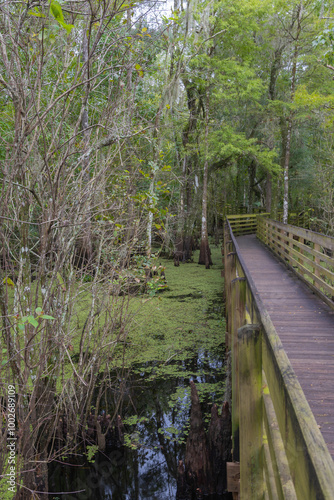 Lettuce, Lake, Conservation, Park, Hillsborough, County, popular, natural,  floodplain,  Hillsborough River, hardwood, swamp, forest, hammocks, pine, flatwoods, plant, communities,
wooded, picnic, are photo