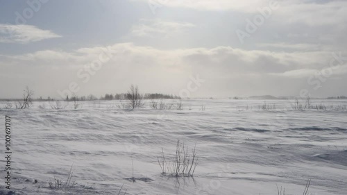 A snowstorm (drift snow close to the ground without snow falling) in the forest tundra. Blizzard accompanied by ground wind (natirvik) and sastruga (snowdrift ridge) in a clear sky. Siberia photo