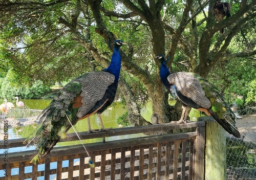 Two peacocks perched on a wooden fence near a pond surrounded by trees