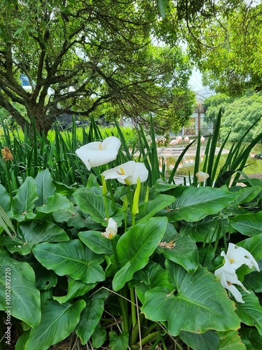 White calla lilies growing in a lush green garden near a pond with trees