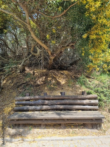 Old wooden bench under a tree with yellow flowers in a park
