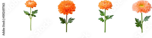 Four vibrant orange flowers with green stems and leaves on a transparent background showcasing delicate petal details and natural beauty