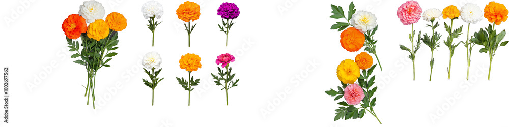 Colorful marigold flowers arranged on a transparent background, featuring vibrant yellow, orange, pink, and white blossoms, perfect for botanical and floral designs Colorful marigold flowers arranged on a transparent background, featuring vibrant yellow, orange, pink, and white blossoms, perfect for botanical and floral designs