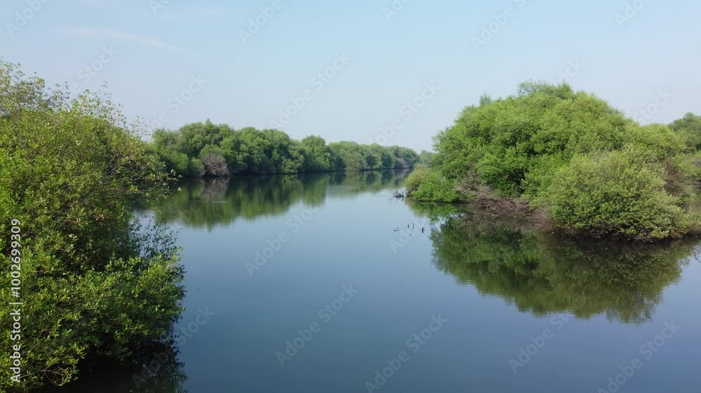 River in top view of tropical mangrove green tree forest. Mangroves, trees, rivers. Mangrove forest landscape River in top view of tropical mangrove green tree forest. Mangroves, trees, rivers. Mangrove forest landscape