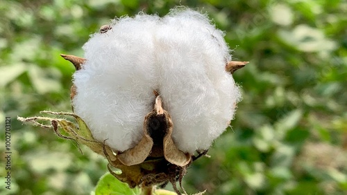 Foto A cotton flower in full bloom Green background UHD Photo