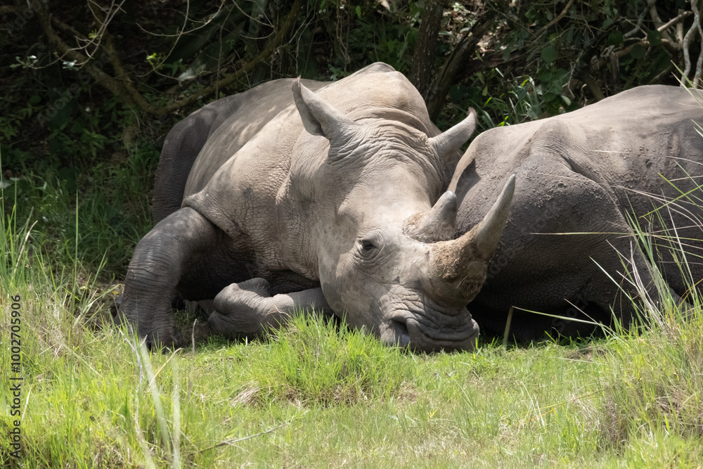 Obraz premium rhino in Uganda