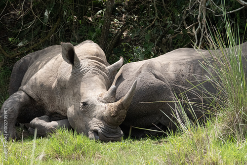 rhino in Uganda photo