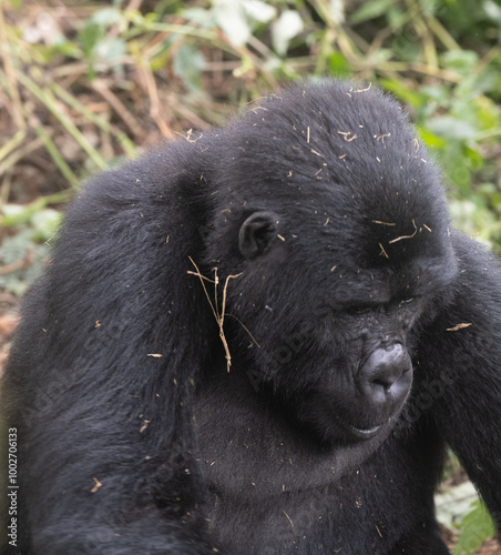silverback Mountain Gorilla, Uganda