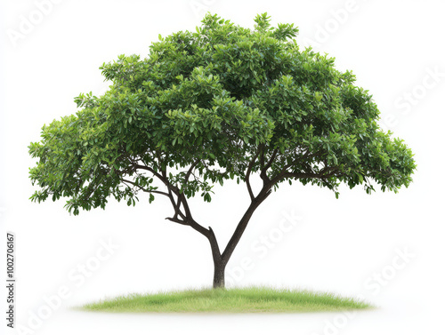 green tree isolated white background