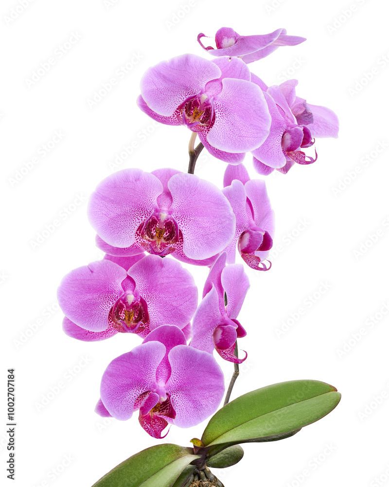 Purple Phalaenopsis Orchid, Moth Orchids isolated on white background, with clipping path Purple Phalaenopsis Orchid, Moth Orchids isolated on white background, with clipping path