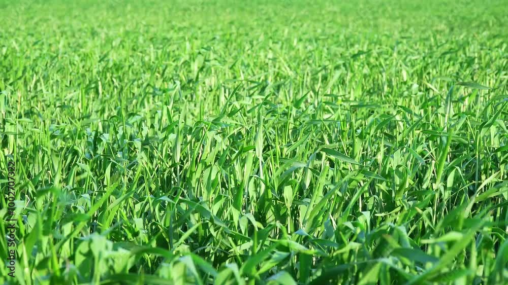 Tight view of a young green wheat field in the wind Tight view of a young green wheat field in the wind