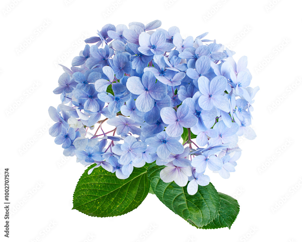 Blue Hydrangea flower, Hydrangea macrophylla, isolated on white background, with clipping path Blue Hydrangea flower, Hydrangea macrophylla, isolated on white background, with clipping path