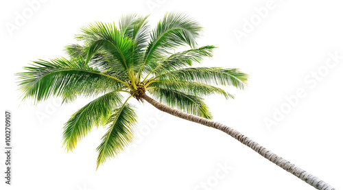 Tropical palm tree, cut out