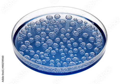 Close up view of a petri dish filled with blue liquid and bubbles isolate on transparent background, png, cutout
