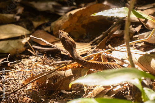 young Bothrops atrox in amazonian forest photo