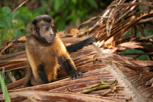 Photography cute monkey sitting on a palm tree Sapajus apella