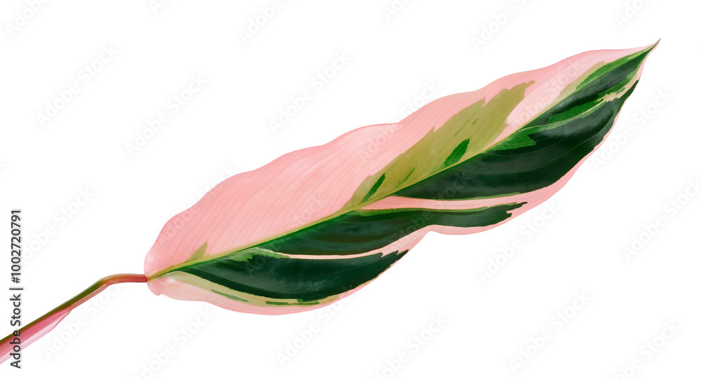 Obraz premium Stromanthe triostar leaf, Tropical foliage isolated on white background, with clipping path