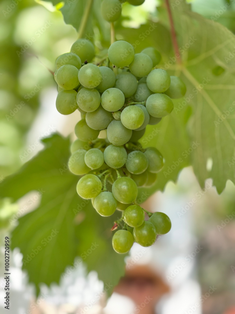 Ripe Grapes on the Vine in a Vineyard – Fresh Harvest of Red and Blue Berries for Wine and Agriculture Ripe Grapes on the Vine in a Vineyard – Fresh Harvest of Red and Blue Berries for Wine and Agriculture