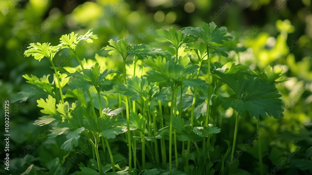 Fresh green cilantro growing in a sunny garden during the early morning hours of springtime Fresh green cilantro growing in a sunny garden during the early morning hours of springtime