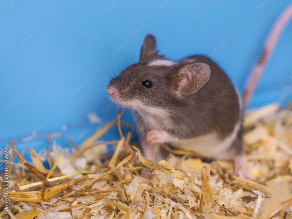 satin mouse, colored mouse sits on straw. A pet, a small rodent, a pest on farms and residential buildings satin mouse, colored mouse sits on straw. A pet, a small rodent, a pest on farms and residential buildings