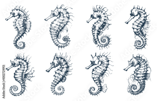 Seahorse sketch set. Seahorse tattoo vintage drawing, ocean water underwater animal aquatic sea nature aquarium life marine sketches vector illustration