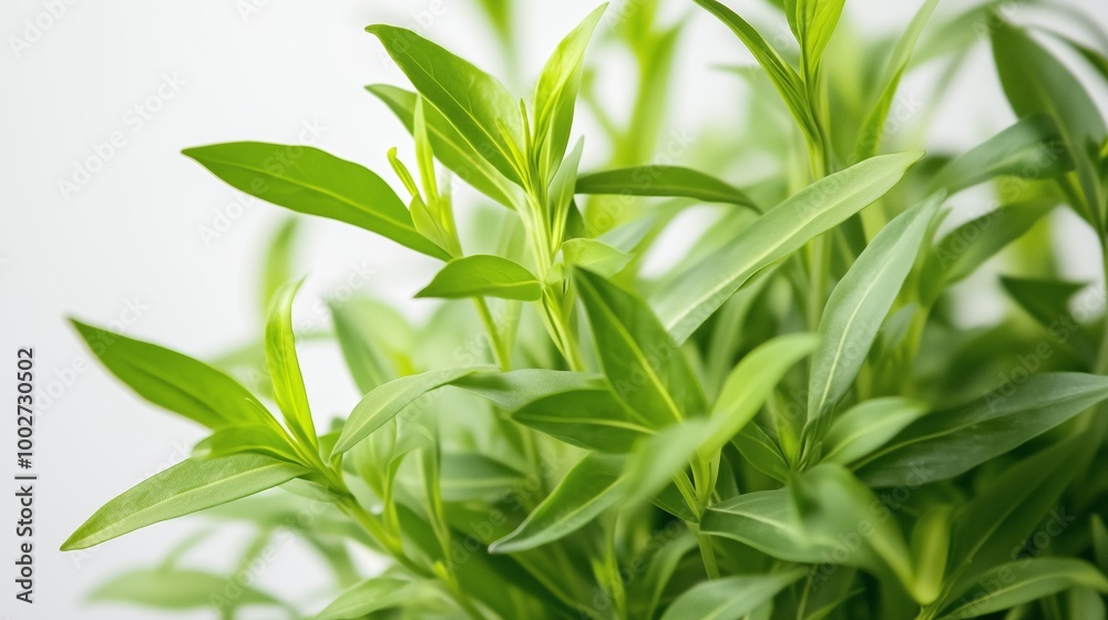 Obraz premium Lush green leaves of a healthy herb plant thriving in bright indoor lighting